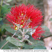 Ohia